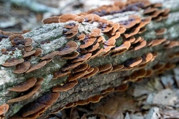 Fototapeta 森の中のキノコ