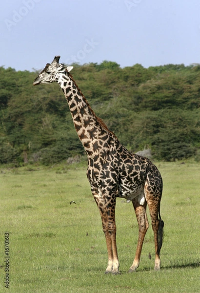 Obraz Giraffe (Giraffa camelopardalis)