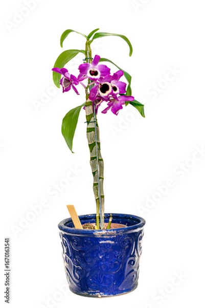 Fototapeta Beautiful orchid flower, Dendrobium Nobile, white and lilac in color, which blooms in spring, also known as doll's eye, in a blue ceramic vase, isolated on a transparent background.