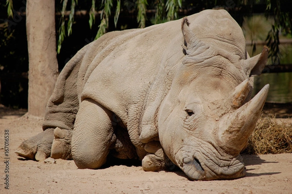 Obraz Rinoceronte dormindo