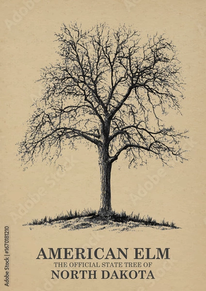 Obraz North Dakota State Tree American elm Wall art Poster, Illustration For Wall Hanging Home Decoration Vintage Wall Art, Us State Poster