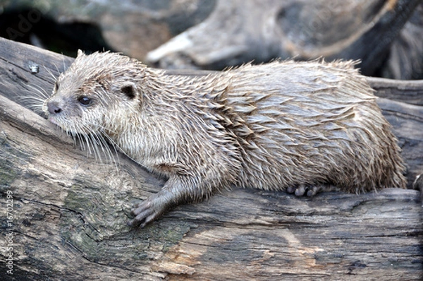 Fototapeta loutre