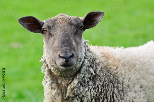 Obraz sheep