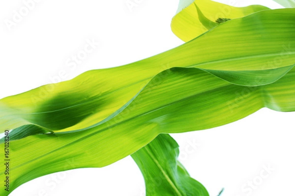 Obraz leaf background