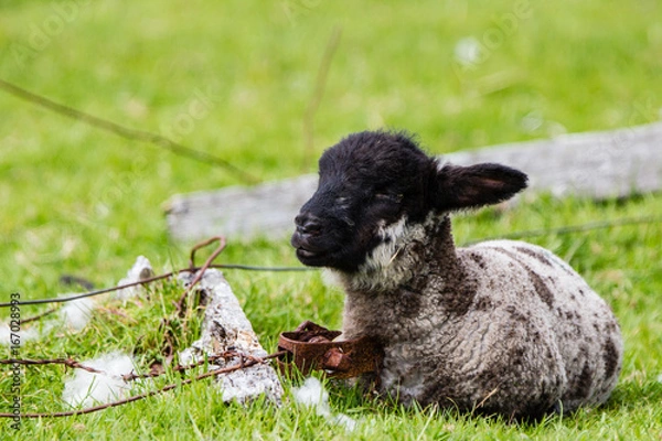 Obraz Ovis Pecore delle isole Shetland