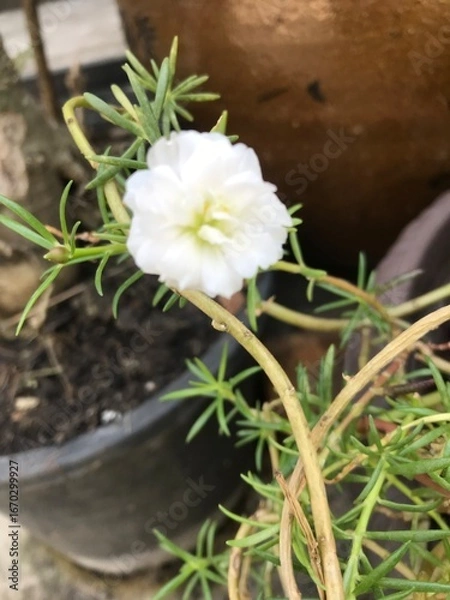 Obraz cactus in bloom