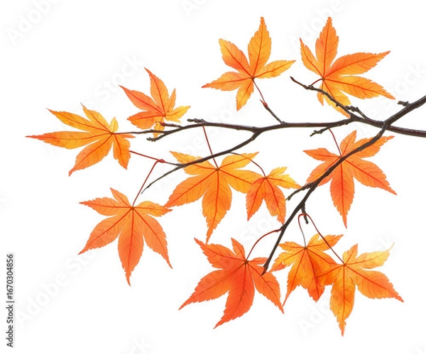 Fototapeta Red Maple Tree Branch With Leaves Right Side Border Isolated on Transparent Background PNG
