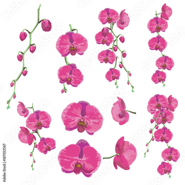 Fototapeta Orchid design. 4 pink blossom and 6 flower bouquet is vector for object.