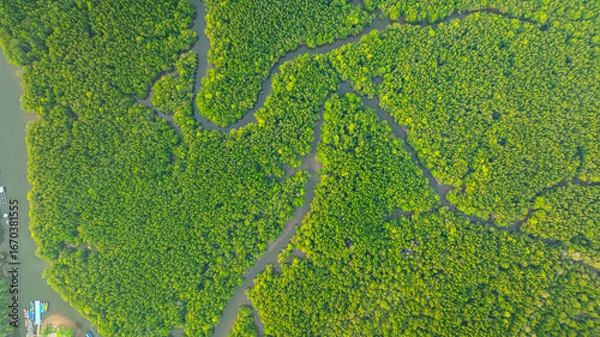 Fototapeta Aerial view of mangrove forest and delta river with meandering canals cutting through. Mangrove canals are waterways from fishing villages to the sea in Phang Nga. Nature designed the mangrove art.