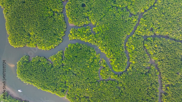 Fototapeta Aerial view of mangrove forest and delta river with meandering canals cutting through. Mangrove canals are waterways from fishing villages to the sea in Phang Nga. Nature designed the mangrove art.