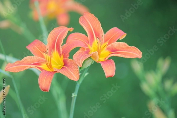 Fototapeta Orange day lily (Hemerocallis) beside an old country road. Day lilies are rugged, adaptable, vigorous perennials and comes in a variety of colors


