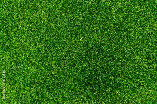 Fototapeta Bright green grass texture