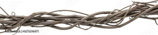 Obraz Intricately tangled dried vines with rough bark texture a natural organic pattern dry wood plant natural fibers transparent background