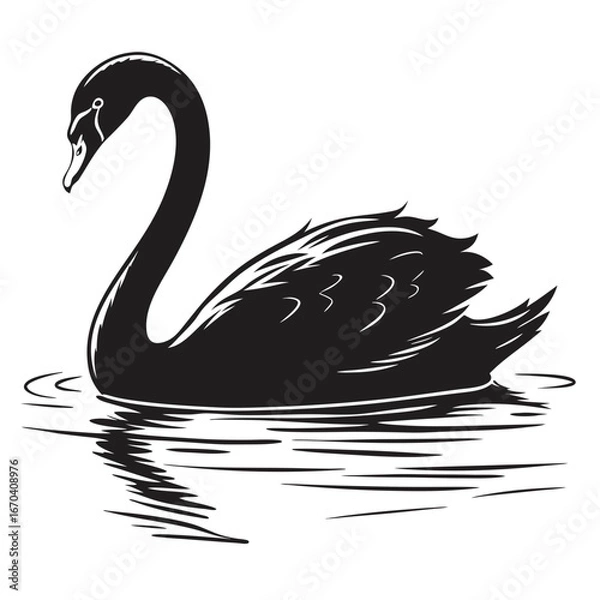 Fototapeta black swan vector illustration