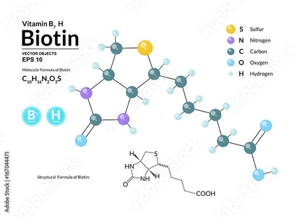 Fototapeta Structural chemical molecular formula and model of Biotin. Atoms are represented as spheres with color coding isolated on background. 2d, 3d visualization and skeletal formula. Vector illustration