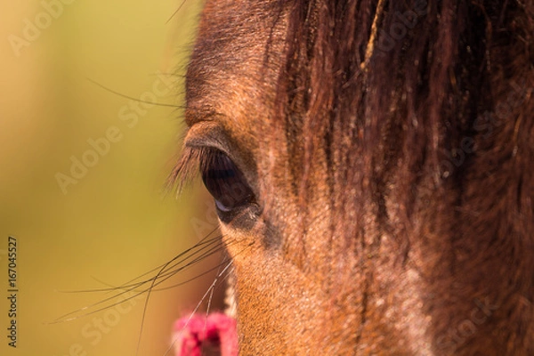 Fototapeta Olhar de cavalo