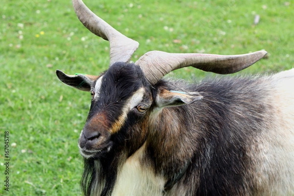 Obraz Close up portrait of a male Arapawa goat (Capra aegagrus hircus)
