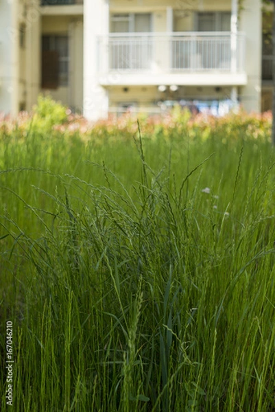 Fototapeta 草の生い茂る団地の広場