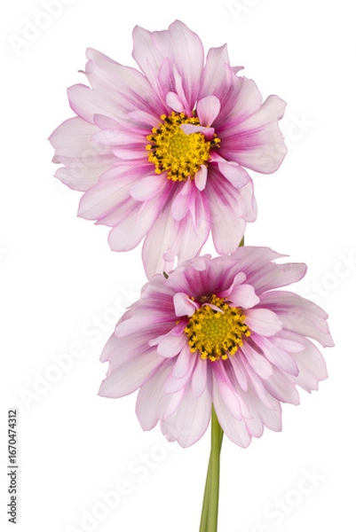 Obraz cosmos flower isolated