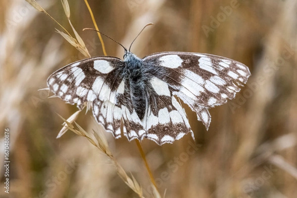 Obraz Marbled White butterfly on Sussex South Downs