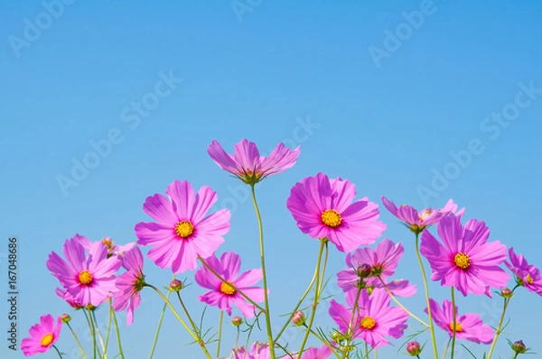 Fototapeta コスモスと青空