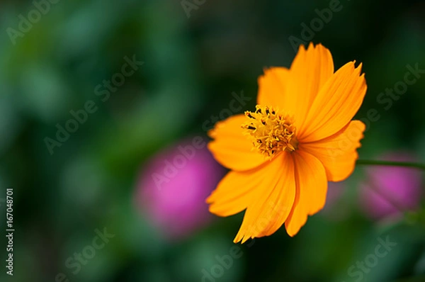 Obraz キバナコスモス