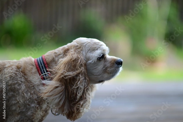 Obraz アメリカンコッカースパニエル