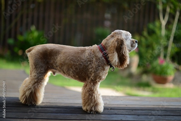 Obraz アメリカンコッカースパニエル