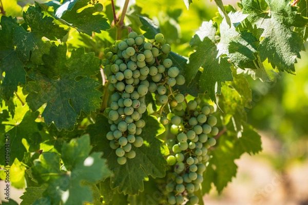 Obraz grapes in vineyard
