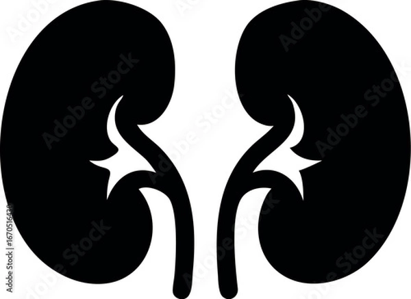 Obraz Human kidneys silhouette vector
