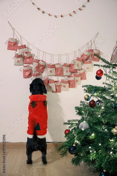Fototapeta Black dog wearing red Christmas clothes looking at advent calendar hanging on wall, with Christmas tree