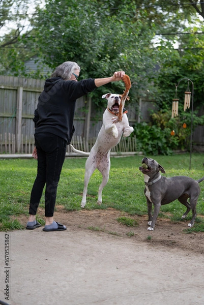 Fototapeta boxer dog jumps high and plays with dog trainer during trainging session