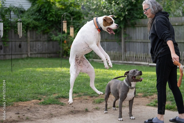 Fototapeta boxer dog jumps high and plays with dog trainer during trainging session
