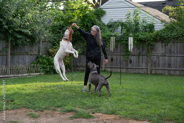 Fototapeta boxer dog jumps high and plays with dog trainer during trainging session