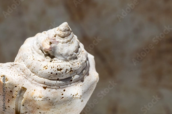 Fototapeta Conch shell