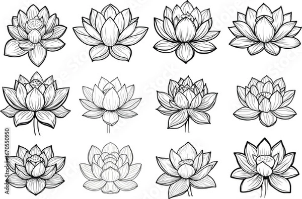 Fototapeta 12 Lotus Collection, An enchanting assortment of delicate lotus blossoms gracefully displayed, offering a visual symphony of purity and serenity. Each bloom, a testament to elegance.