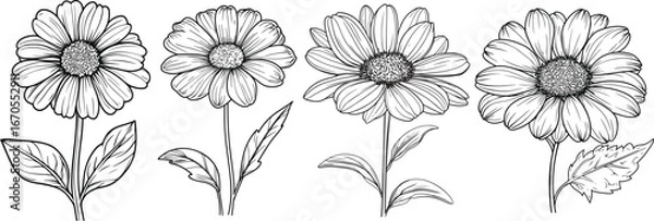 Fototapeta Daisy Illustration, A delicate line art illustration of four daisy blooms. Evoking the simplicity and elegance of botanical design.