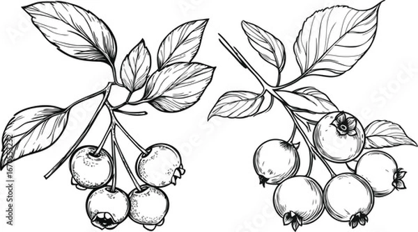 Fototapeta Black and White Blueberry Vector Illustrations, Natural Food Sketch Pack for sublimation print, tattoos, and packaging design.