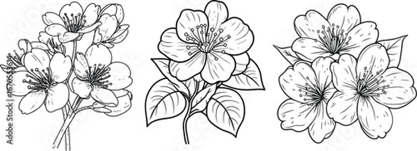 Fototapeta Cherry Blossom Line Art Vector Illustration, Hand Drawn Sakura Flower Bundle.