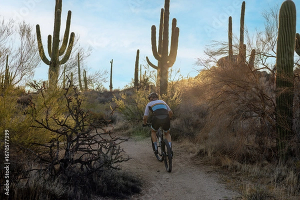 Fototapeta Man Riding A Mountain Bike Up A Desert Trail Early Morning With Cactus in Scottsdale Arizona