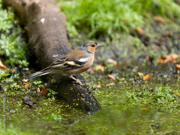 Obraz Chaffinch, Fringilla coelebs