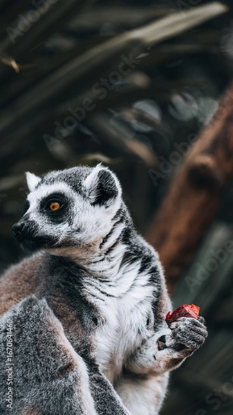 Fototapeta Ring-tailed lemur holding a piece of fruit, side portrait with sharp eye, fur texture and soft bokeh background, concept of concentration and calm, animal, close-up, macro-feel, nature.