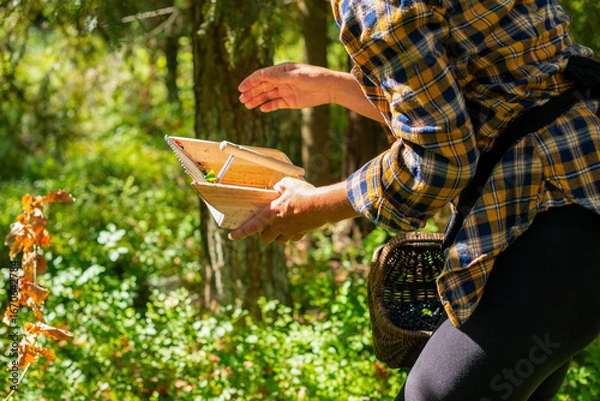 Fototapeta Country girl in the pine forest holding blueberry picking tool