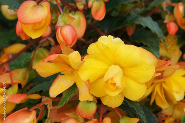 Fototapeta Begonia tuberhybrida group  of yellow and orange flowers with green