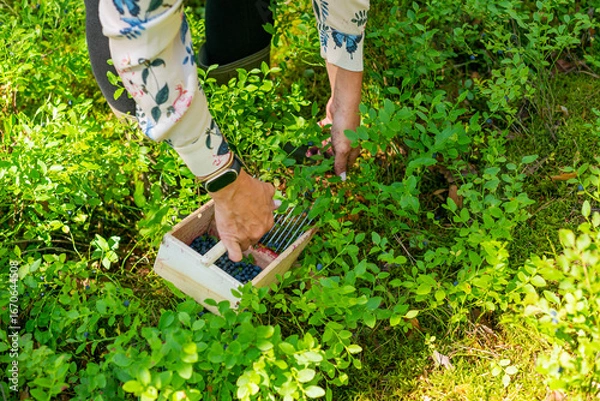 Obraz A berry picker collecting wild blueberries from forest shrubs