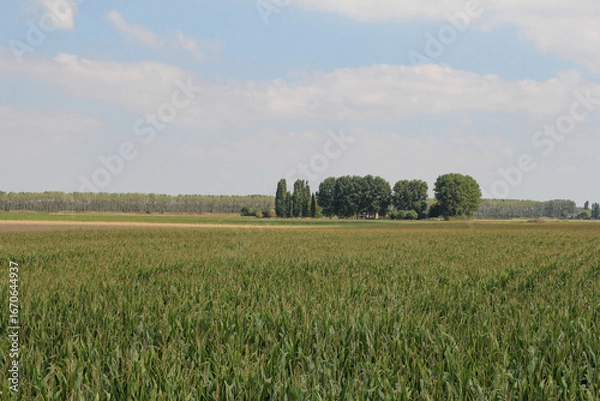 Fototapeta a rural landscape in the dutch countryside in zeeland with a farm with big trees between green fields with corn