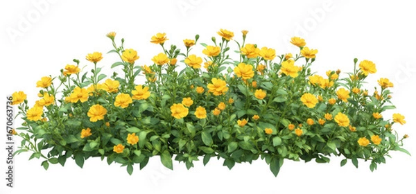 Fototapeta A dense shrub with small yellow rose flowers isolated on transparent background