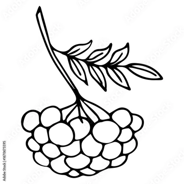 Fototapeta A branch of ripe rowan berries. Black and white vector illustration. Coloring.