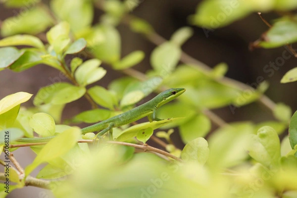 Obraz サキシマカナヘビ