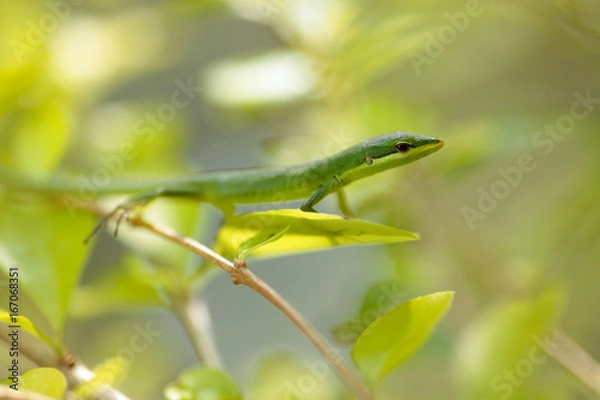 Obraz サキシマカナヘビ